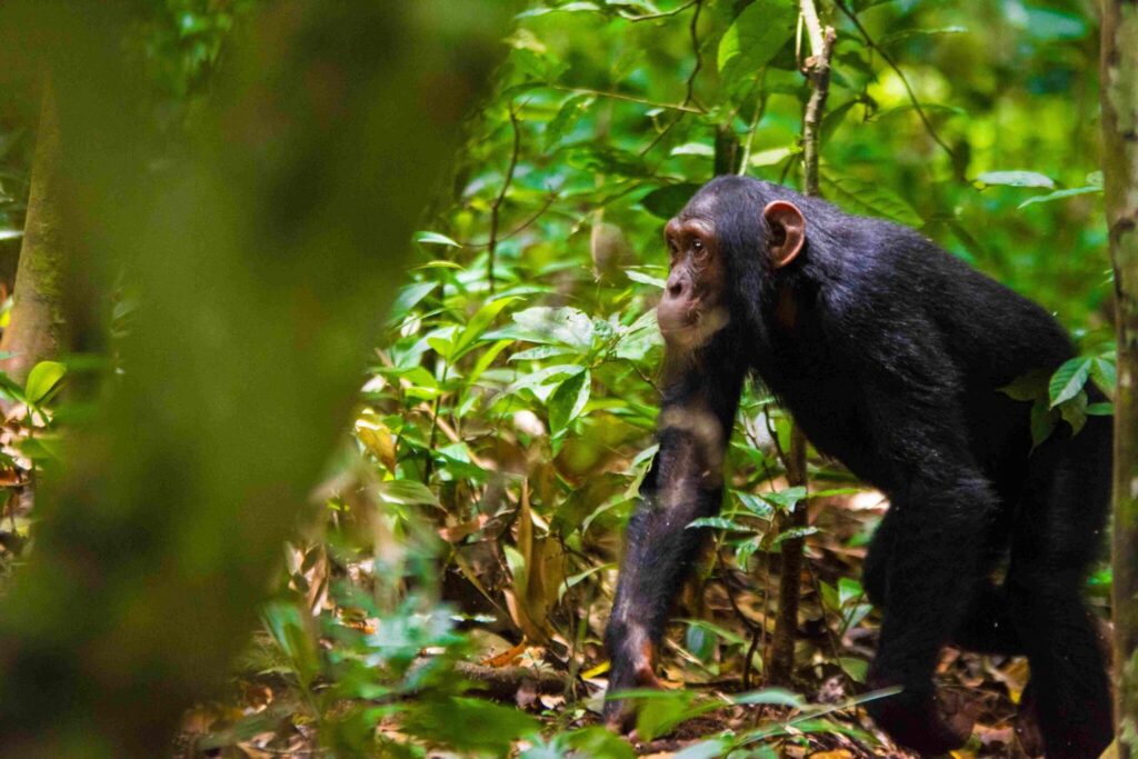 Where Can I Track Chimpanzees in Rwanda?