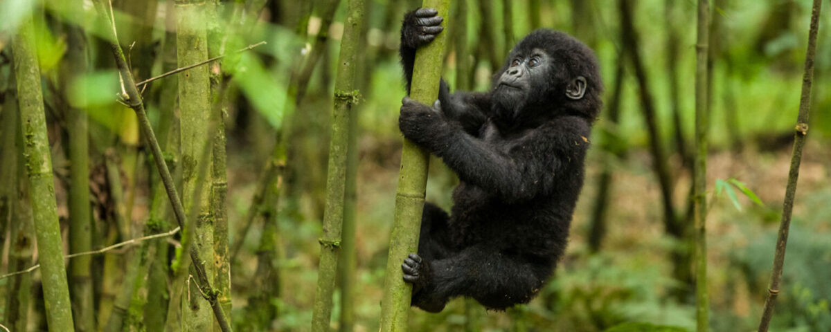 4-Day Uganda- Rwanda Gorillas and Golden Monkeys
