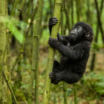 4-Day Uganda- Rwanda Gorillas and Golden Monkeys