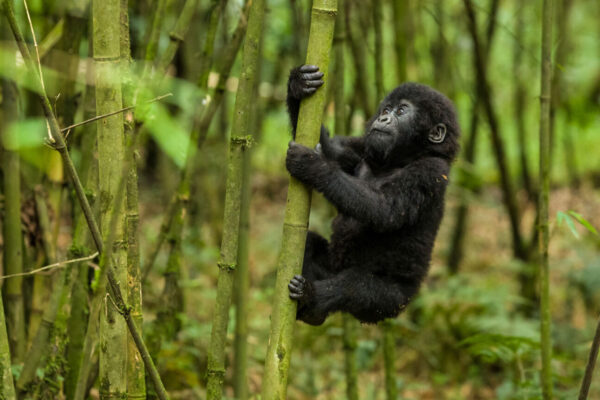 4-Day Uganda- Rwanda Gorillas and Golden Monkeys