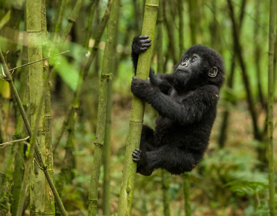 4-Day Uganda- Rwanda Gorillas and Golden Monkeys