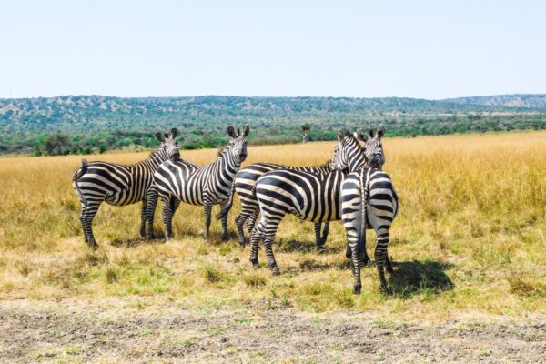 10 Days Rwanda Gorillas & Wildlife Safari 10 Days Rwanda Gorillas & Wildlife Safari