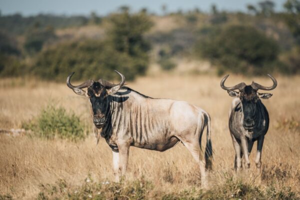 12-Day Tanzania Wildlife Safari