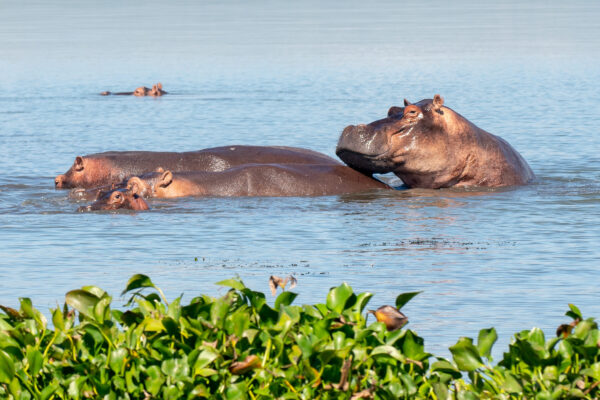 3 Days Murchison Uganda Big Five Safari