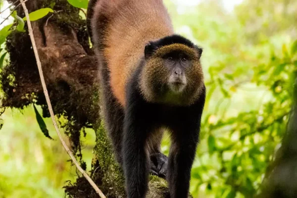3 Days Rwanda Golden Monkey & Gorilla Trekking Safari. 3 Days Rwanda Golden Monkey & Gorilla Trekking Safari
