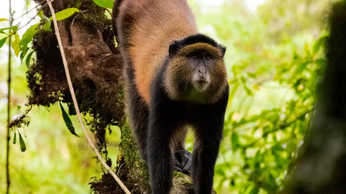 3 Days Rwanda Golden Monkey & Gorilla Trekking Safari