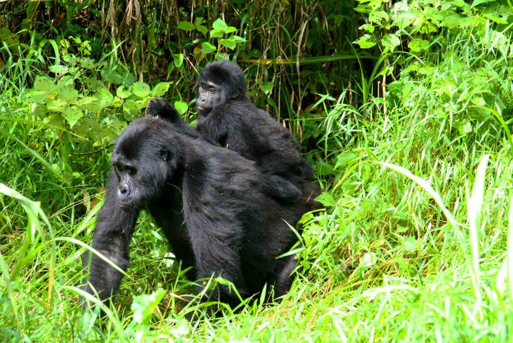 Can City Tours Be Combined with Gorilla Trekking and Wildlife Safaris?
