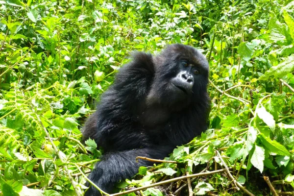 4 Days Rwanda Gorilla Trekking and Cultural Safari, 4 Days Rwanda Gorilla Trekking and Cultural Safari