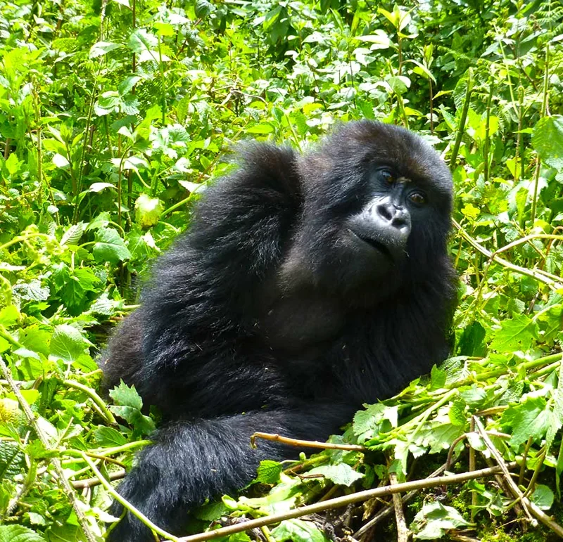 4 Days Rwanda Gorilla Trekking and Cultural Safari, 4 Days Rwanda Gorilla Trekking and Cultural Safari