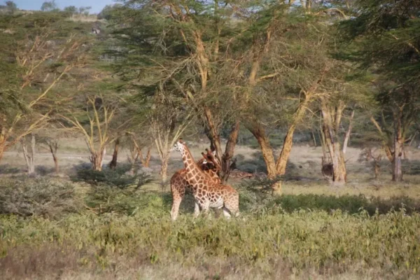 5-Day Kenya Wildlife Safari Holiday