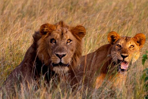 6 Days Rwanda Safari 6 Days Rwanda Wildlife and Chimpanzee Tracking Safari