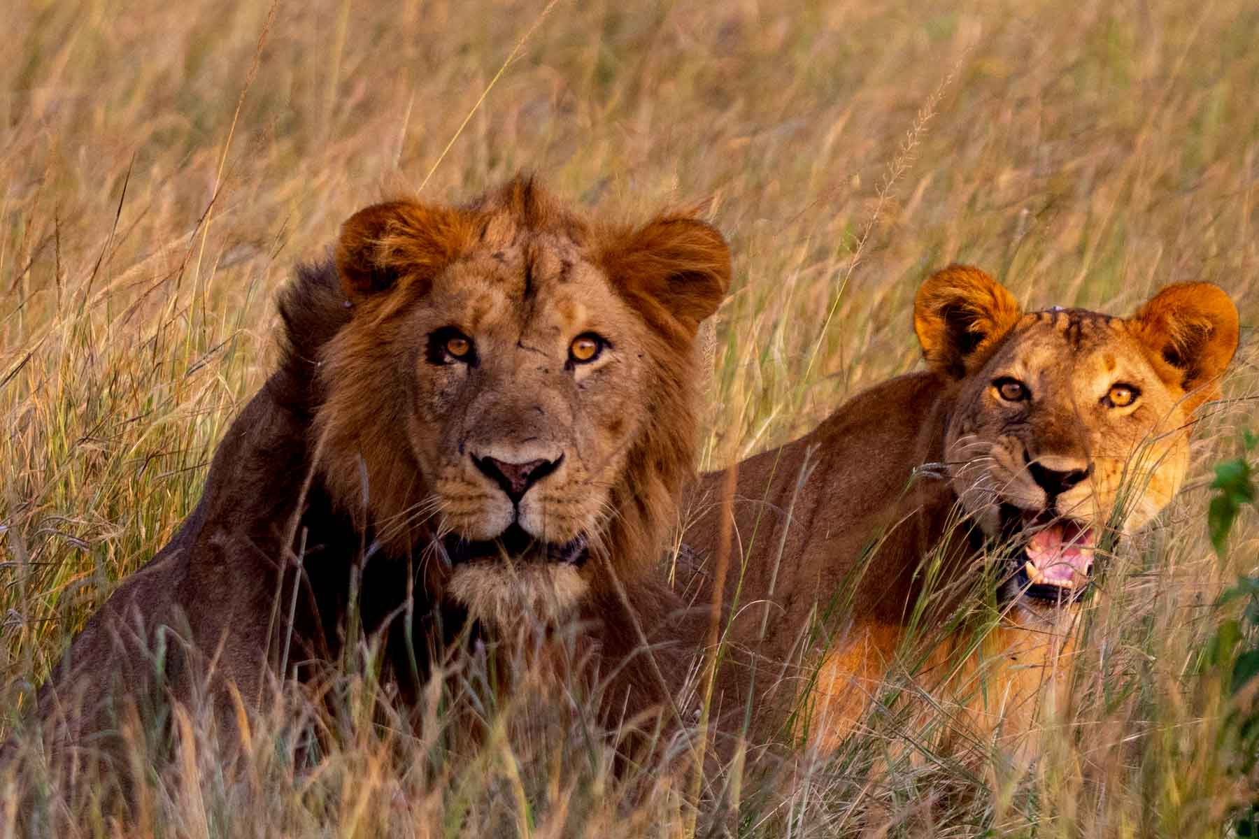 6 Days Rwanda Wildlife and Chimpanzee Tracking Safari