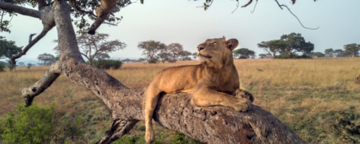 6 Days Uganda Chimps, Big Five and Gorilla Trekking Safari