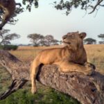 6 Days Uganda Chimps, Big Five and Gorilla Trekking Safari