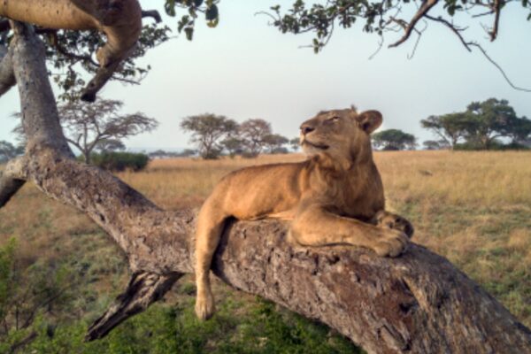 6 Days Uganda Chimps, Big Five and Gorilla Trekking Safari