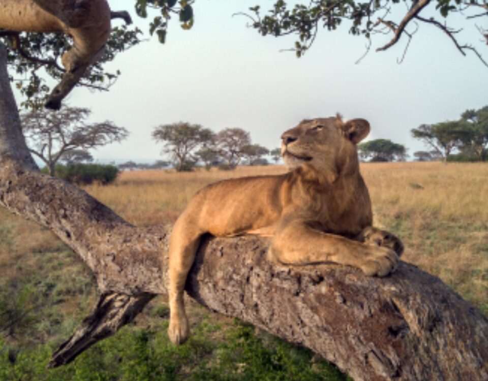 6 Days Uganda Chimps, Big Five and Gorilla Trekking Safari