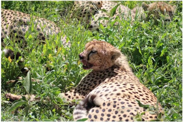 7-Day Tanzania Wildlife Safari