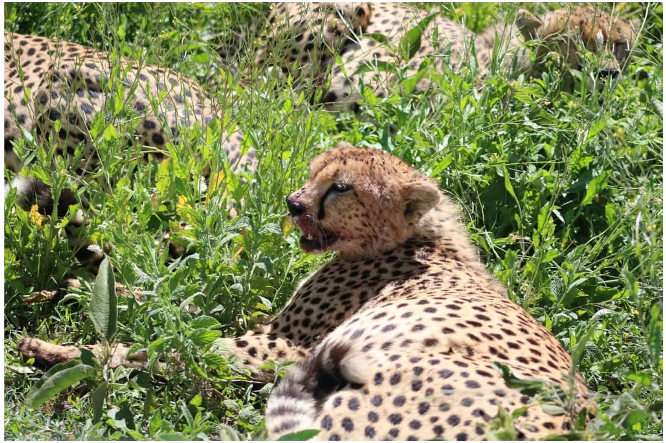 7-Day Tanzania Wildlife Safari