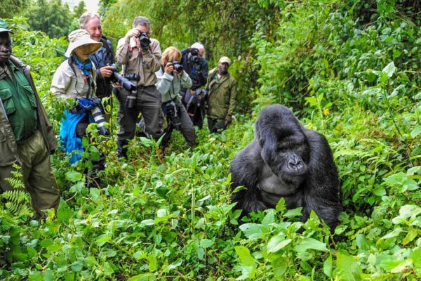 7 Days Rwanda Experiential Safari. 7 Days Rwanda Experiential Safari