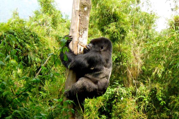 7 Days Rwanda Wildlife & Uganda Gorilla Habituation Safari 7 Days Rwanda Wildlife & Uganda Gorilla Habituation Safari