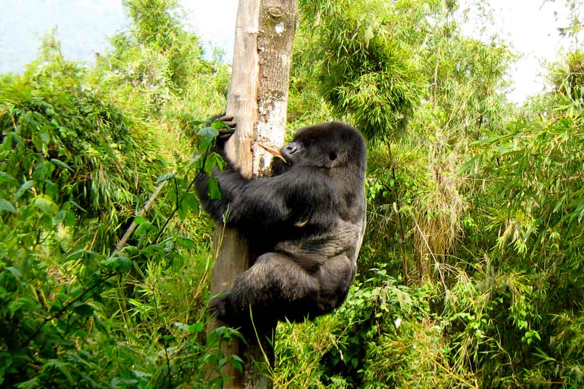 7 Days Rwanda Wildlife & Uganda Gorilla Habituation Safari