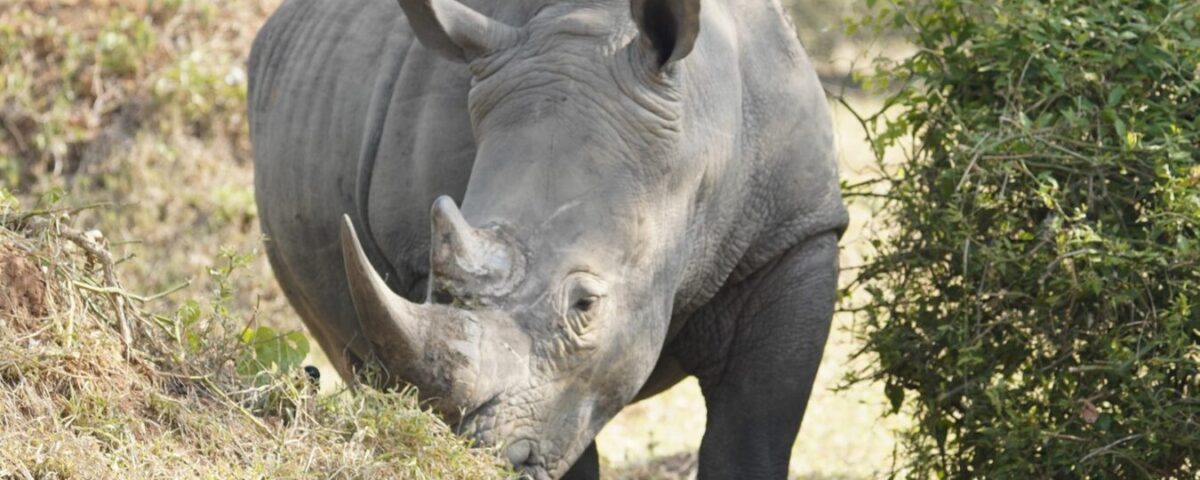 7 Days Uganda Big Five and Primates Safari