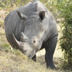 7 Days Uganda Big Five and Primates Safari