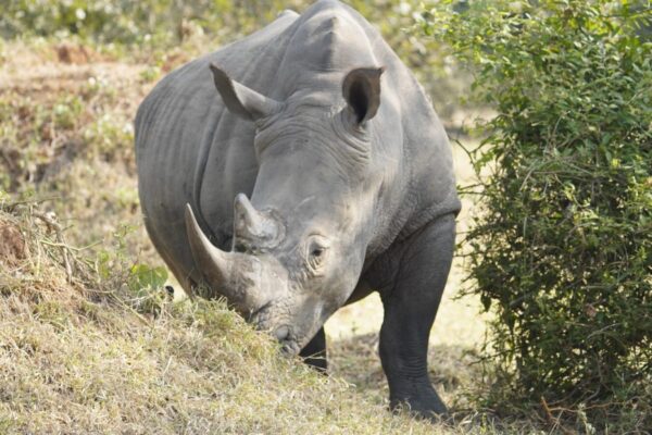 7 Days Uganda Big Five and Primates Safari