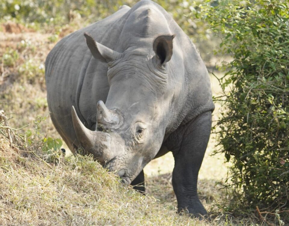 7 Days Uganda Big Five and Primates Safari