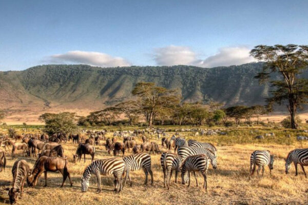 8-Day Tanzania Northern Circuit Safari