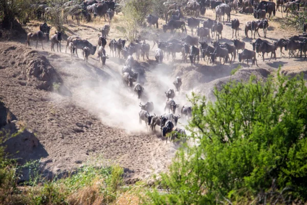 9 Days Masai Mara Migration Safari