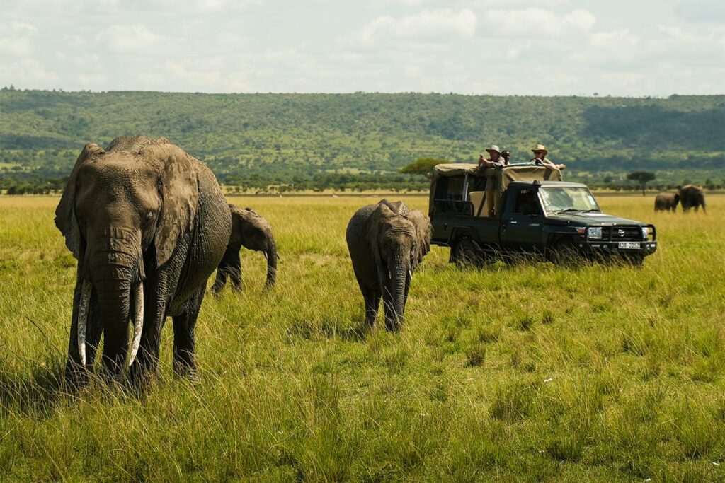 Are guided wildlife safaris better than self-drive safaris in Kenya?