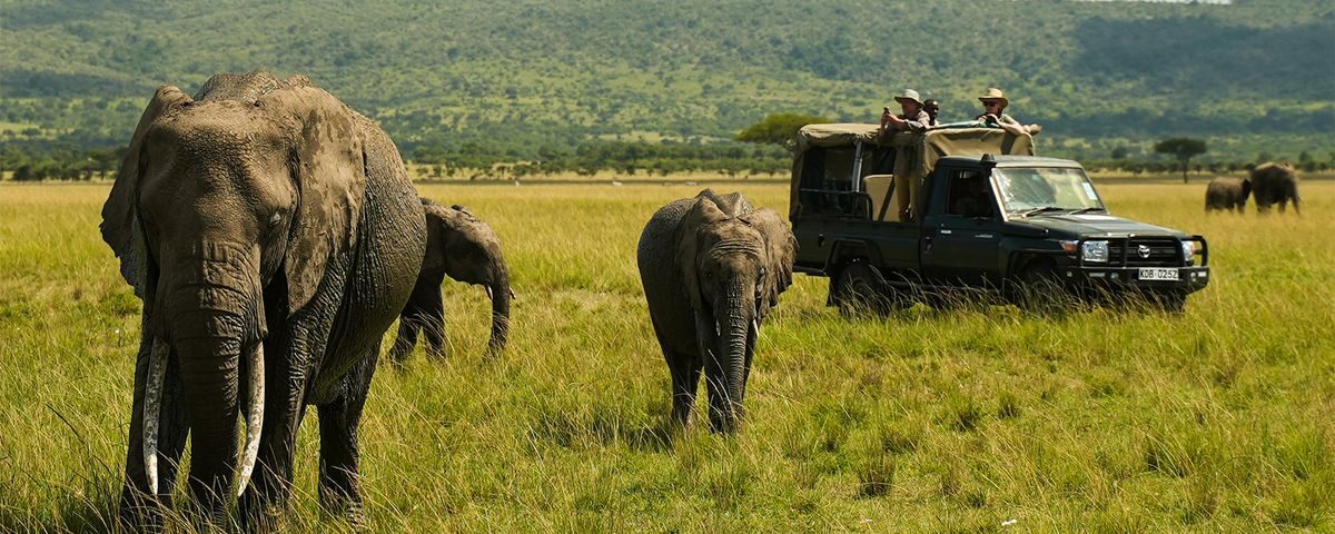 Are guided wildlife safaris better than self-drive safaris in Kenya?