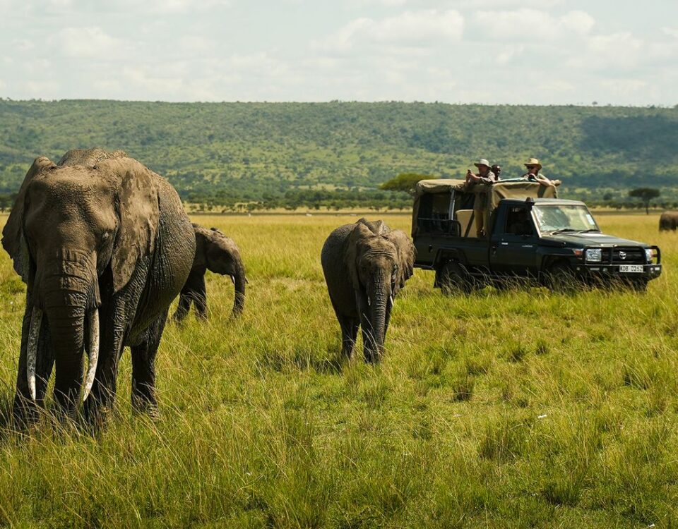 Are guided wildlife safaris better than self-drive safaris in Kenya?