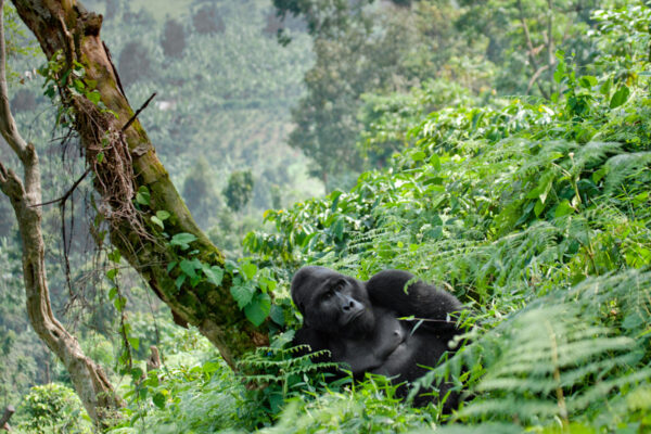 Bwindi- Rwanda Gorilla Trekking