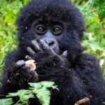 Can Big Five Safaris Be Combined with Gorilla or Chimpanzee Trekking?