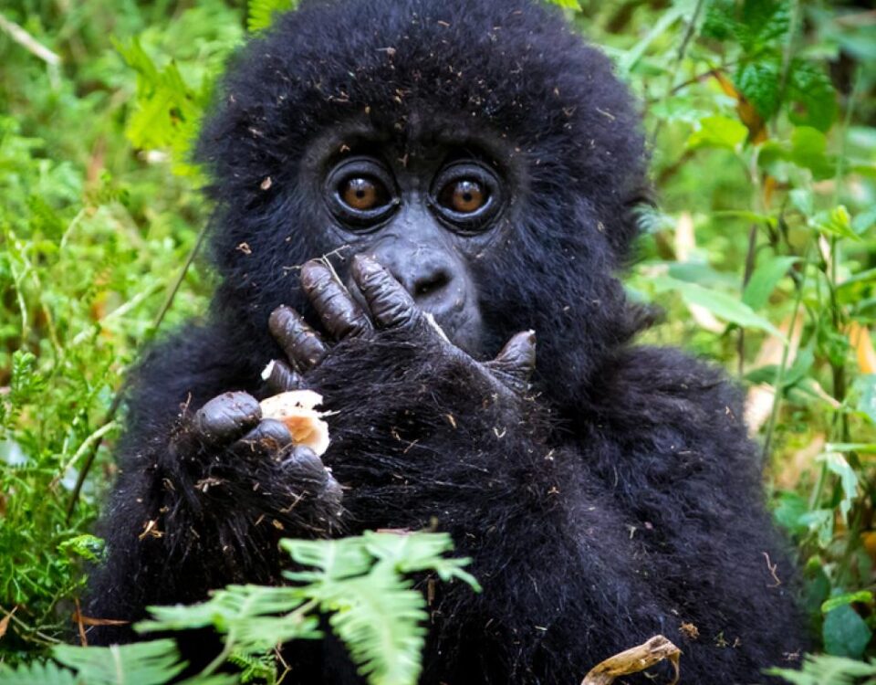 Can Big Five Safaris Be Combined with Gorilla or Chimpanzee Trekking?