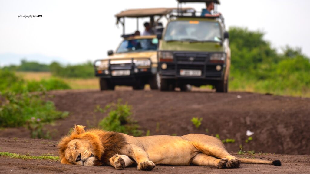 How Long Does a Typical Game Drive Last?