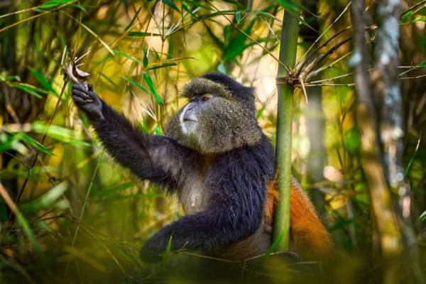 Uganda Golden Monkey Trekking Safari