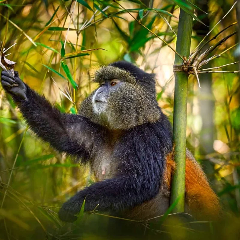 Uganda Golden Monkey Trekking Safari