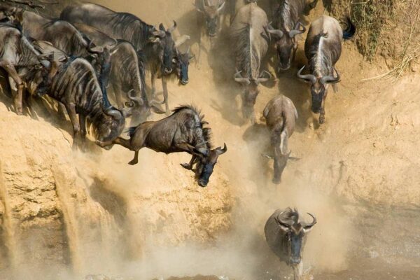 Great Wildebeest Migration