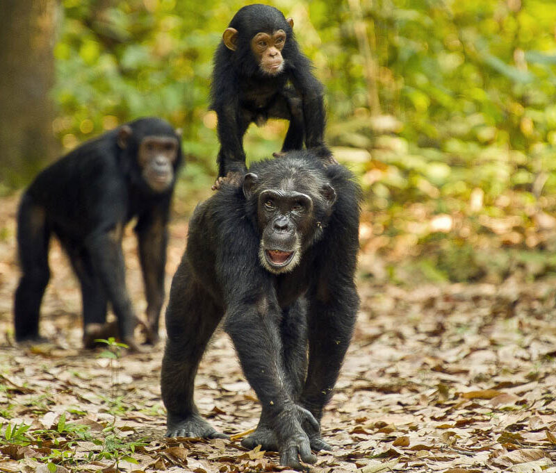 How Does Chimpanzee Trekking Work in Gombe Stream National Park Tanzania Chimps