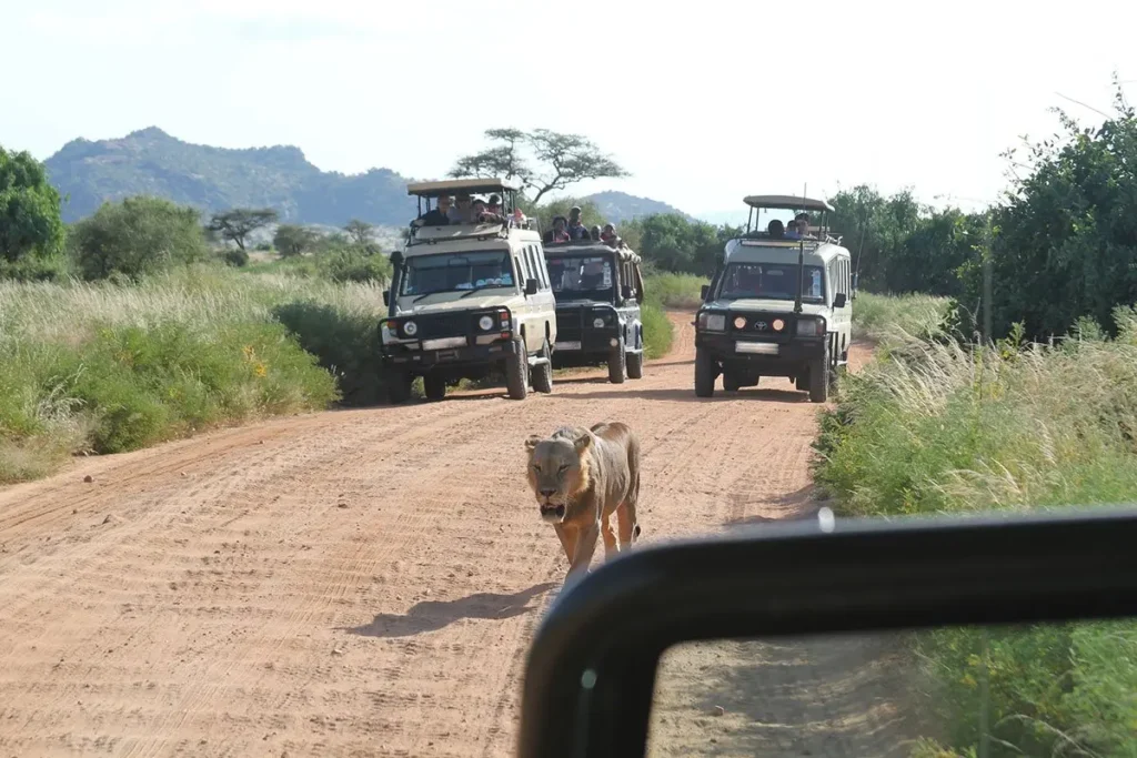 How Long Does a Typical Game Drive Last in Uganda?