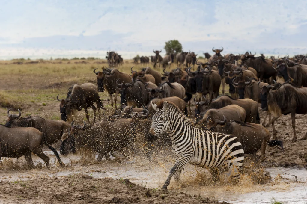 How Long Does the Great Migration Stay in Kenya Each Year?