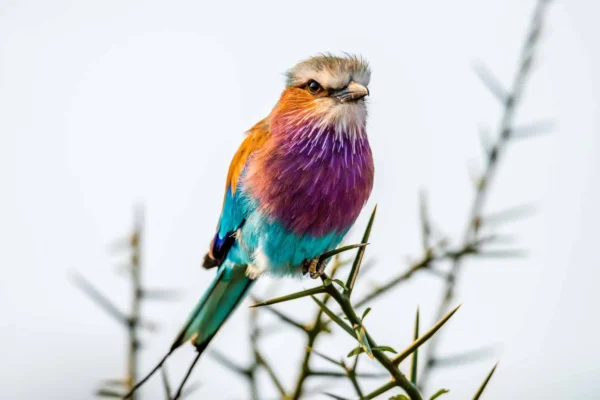 Rwanda Birding Safaris