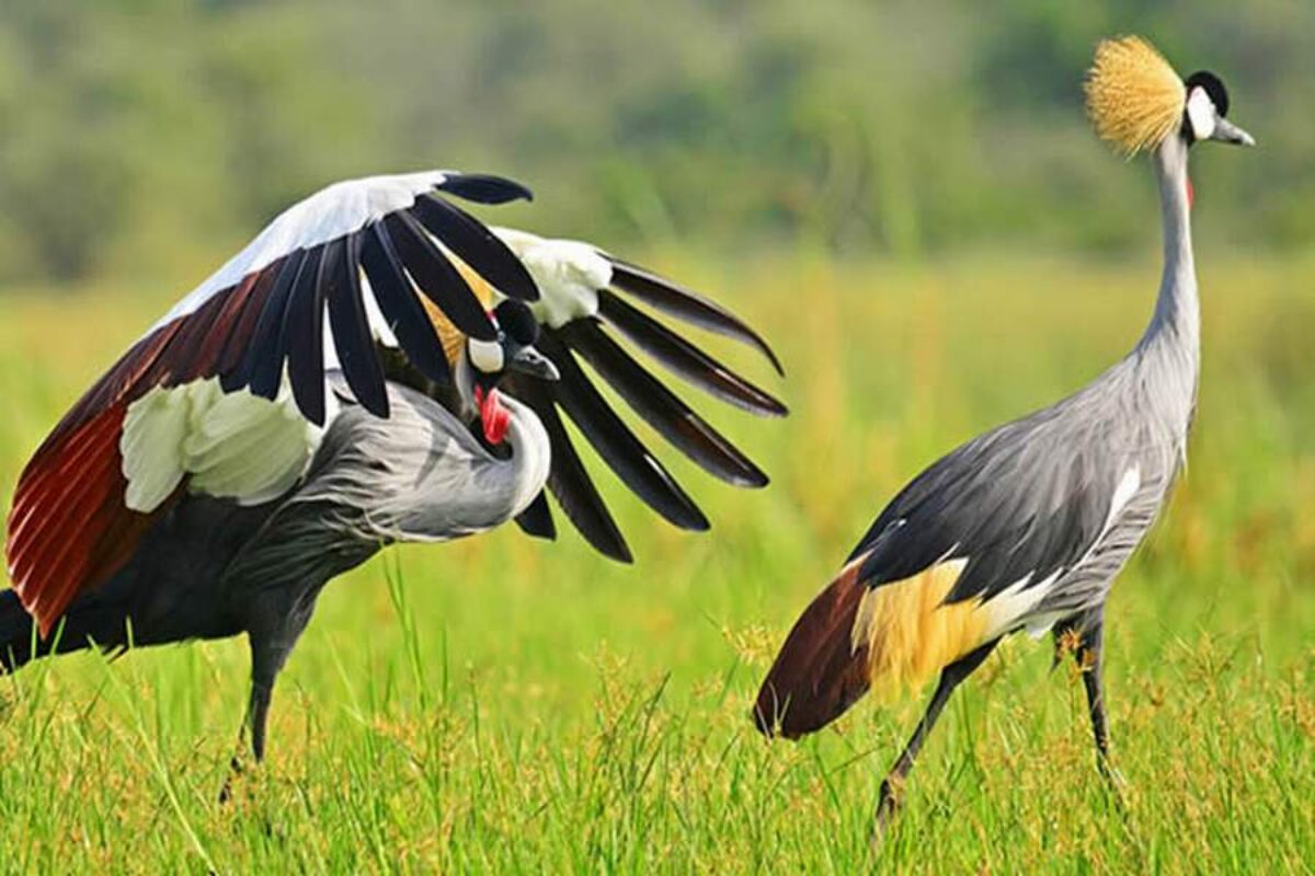 Uganda Birding Safaris