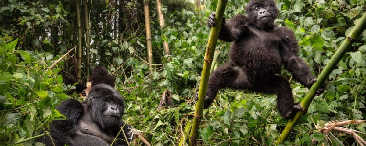 Uganda Safari Tours