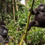 Uganda Safari Tours