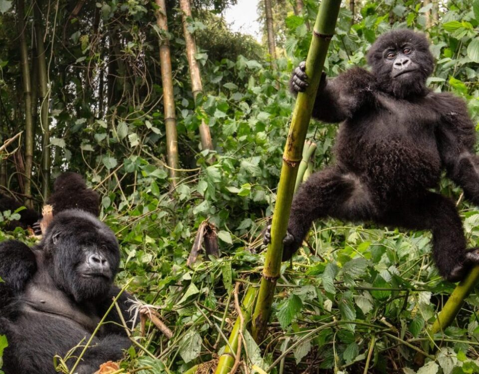 Uganda Safari Tours