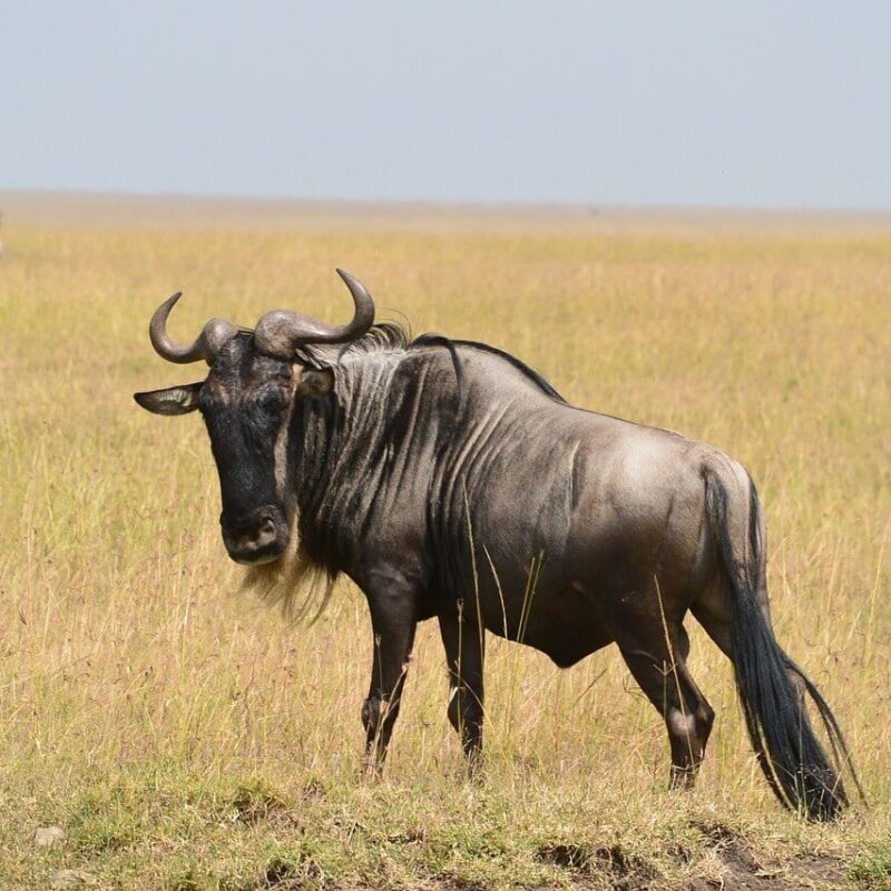 What Animals Can Travelers Expect to See in Serengeti National Park What Animals Can Travelers Expect to See in Serengeti National Park